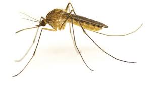 Dedetizadora de mosquitos em Sapopemba - SP