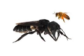 Dedetização de abelhas em Perdizes - SP