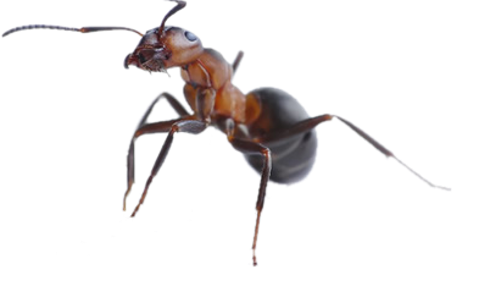 Dedetização de formigas na Raposo Tavares - SP