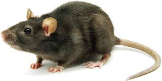Dedetização de rato em Guararema - SP