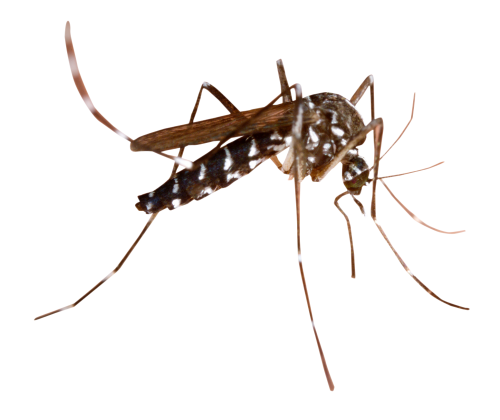Dedetização de dengue no Tucuruvi - SP