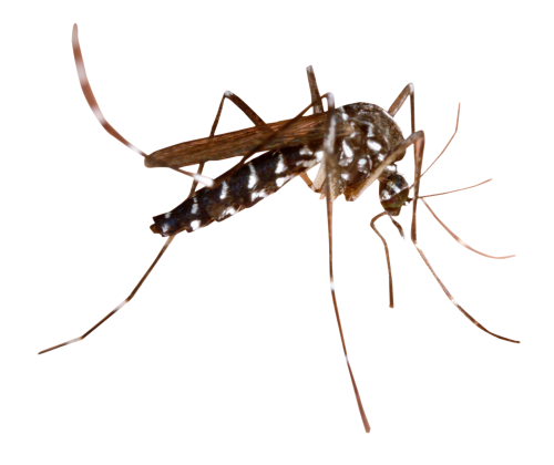 Dedetização de dengue na Santa Ifigênia - SP