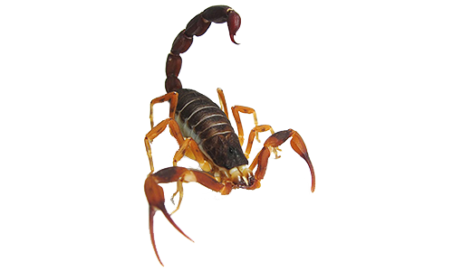 Dedetização de escorpião no Caxingui - SP